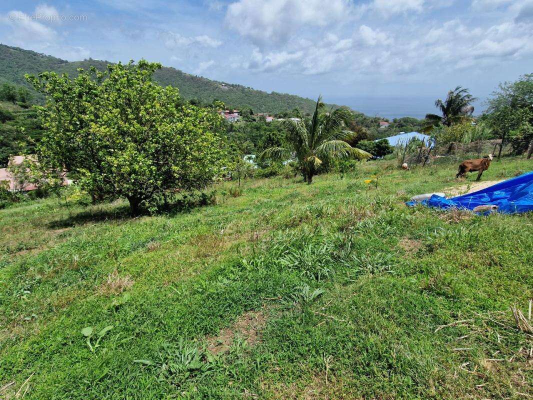 Terrain Le Morne Vert - photo 6