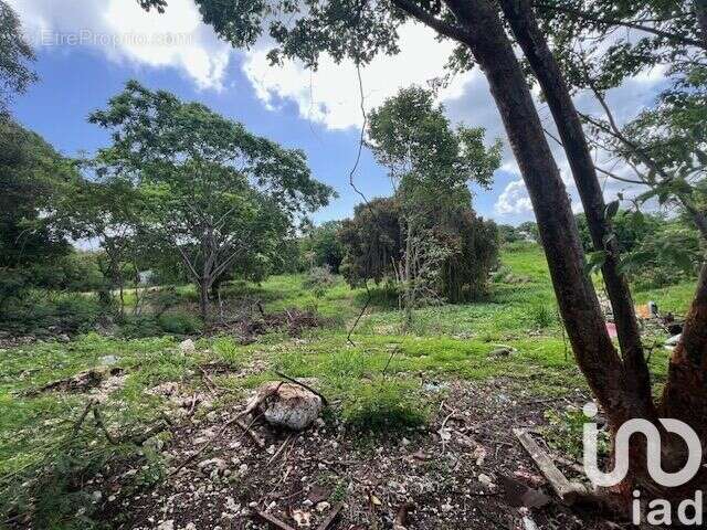 Photo 4 - Terrain à PETIT-CANAL