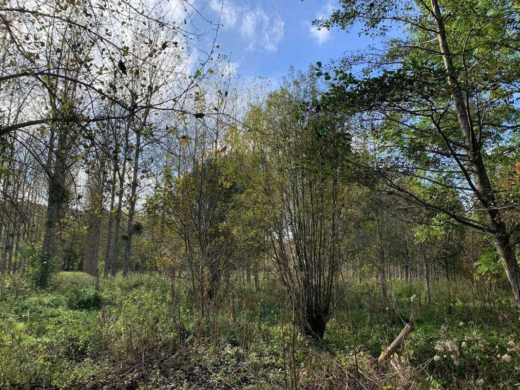 Terrain 88923 m² à Tordouet  - photo 5