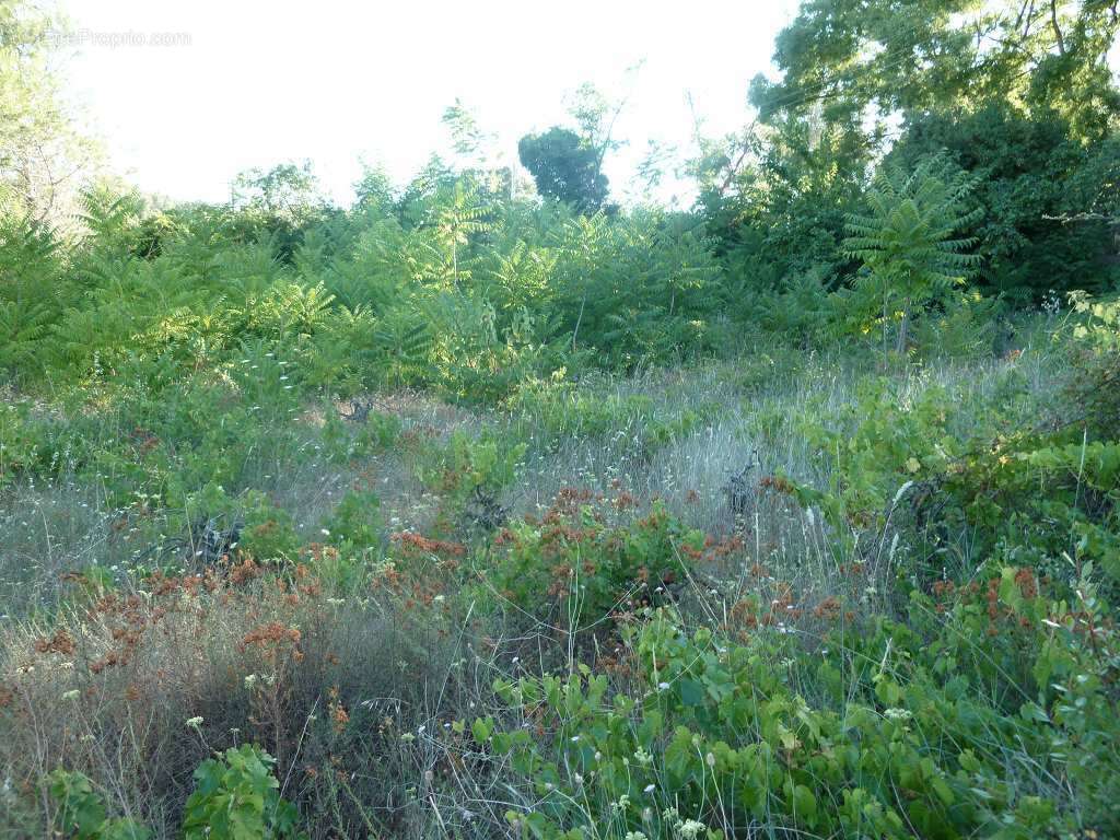 Terrain à CLERMONT-L&#039;HERAULT