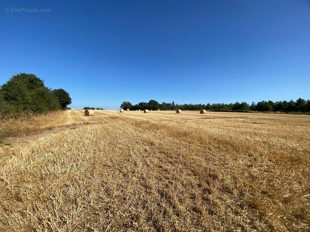 Terrain 90903 m² à Voivres-Les-Le-Mans  - photo 3
