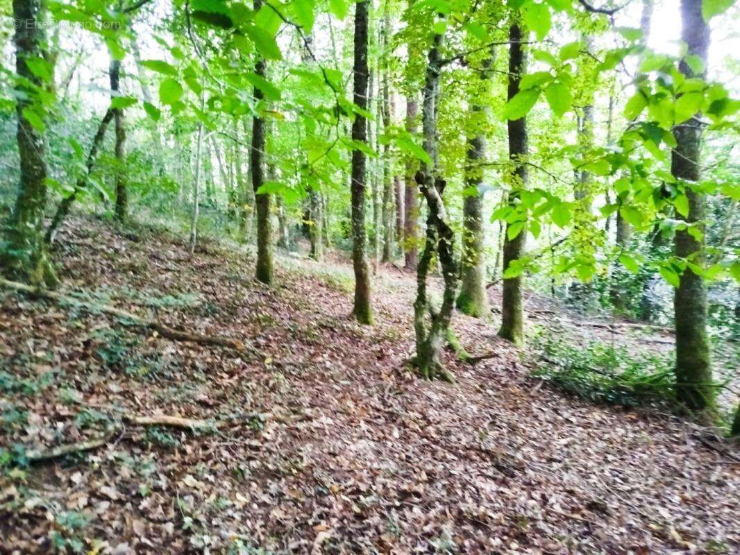 Terrain à SAINT-SALVY-DE-LA-BALME