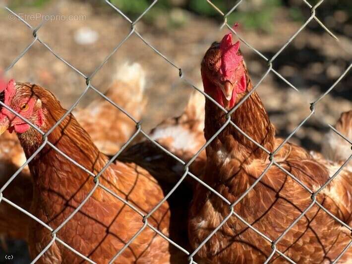Maison à VERTEUIL-SUR-CHARENTE