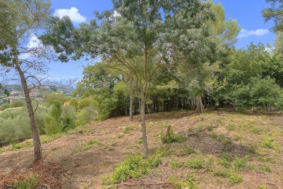 Terrain à MOUANS-SARTOUX