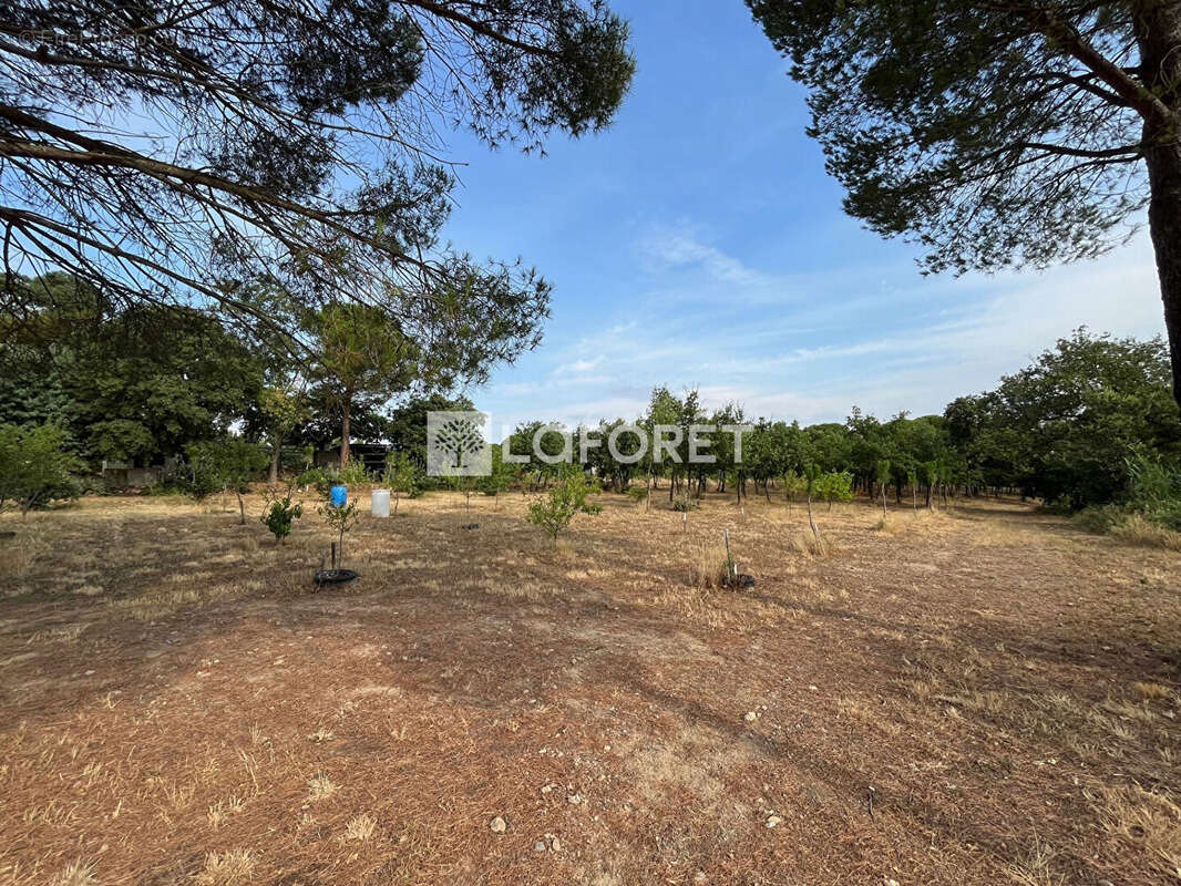 Terrain à LAROQUE-DES-ALBERES