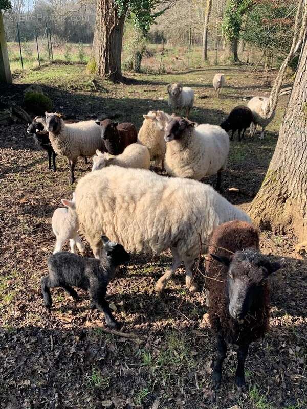 Terrain à VIEILLE-EGLISE-EN-YVELINES