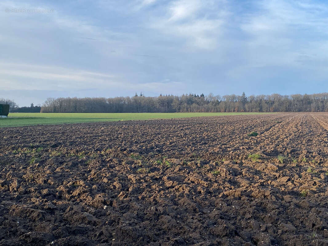 Terrain à CHAMPIGNY-LA-FUTELAYE