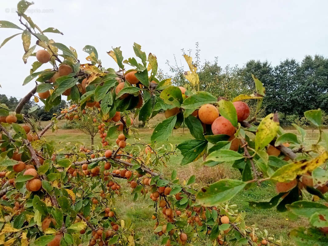 Maison à SAINT-MICHEL-DE-DOUBLE