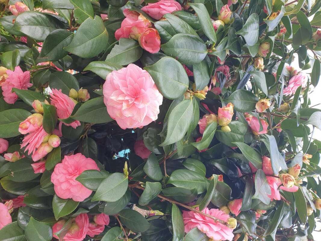 Photo 5 - Maison à ROUEN