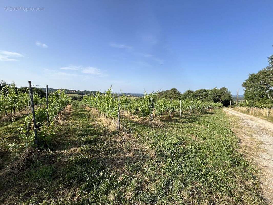 À Vendre : Terrain avec Vignes - Puy-d'Arnac (19) - photo 5