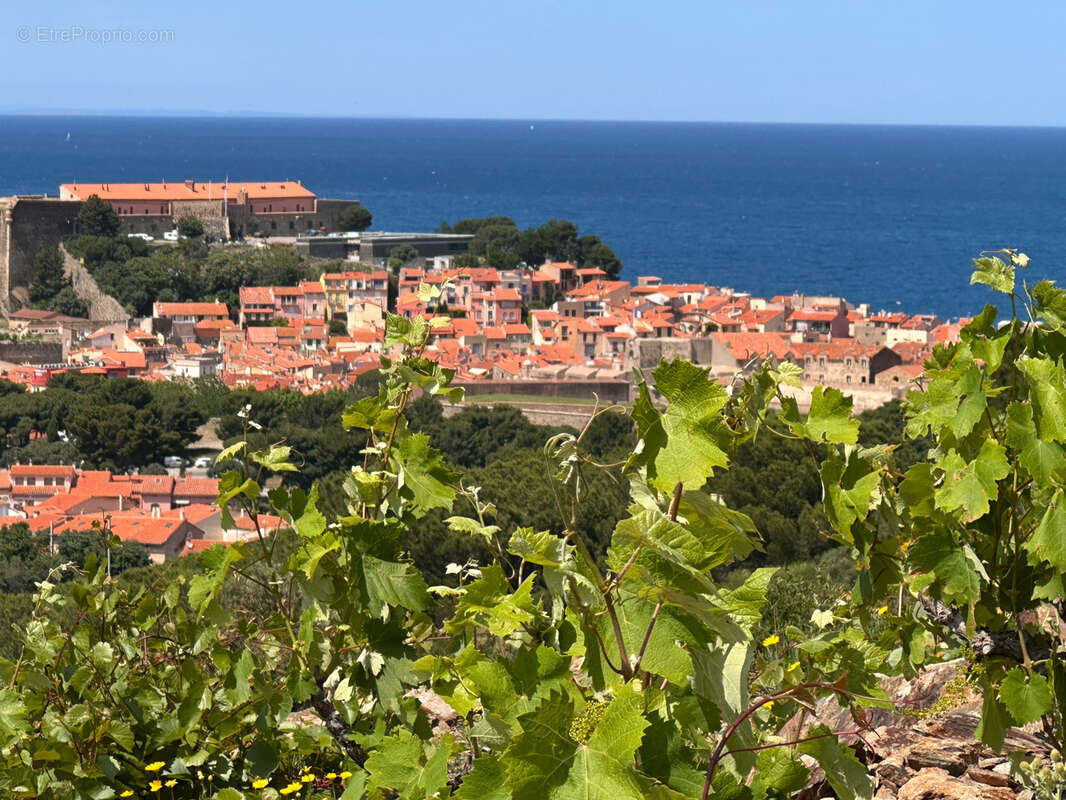 Vigne à vendre sur Collioure à 99 000€ et 10370m2 - photo 3
