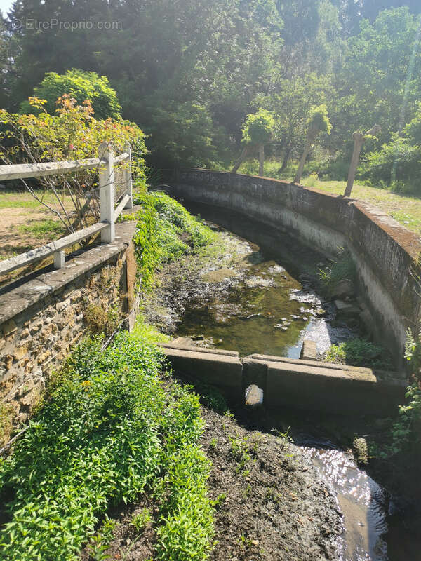 Rare à la vente - Ancien moulin et son domaine arboré avec étang proche de la forêt de Tronçais (03). - photo 5
