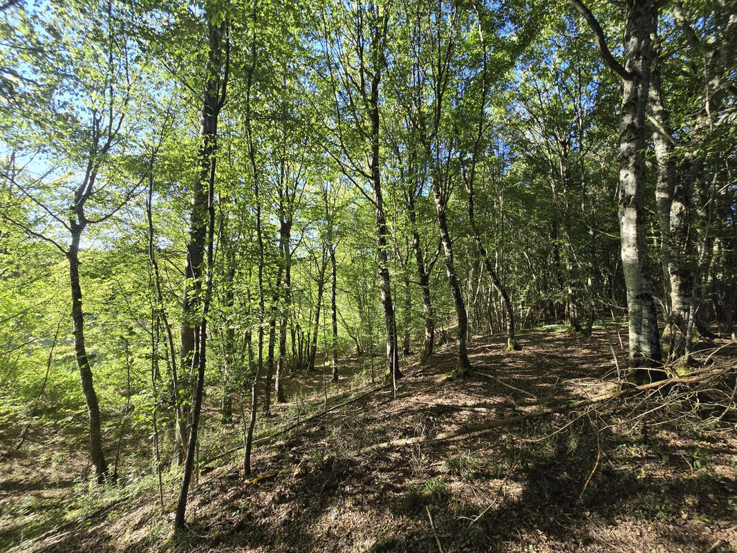 Ensemble foncier de 5 ha 78 a 43 ca   Cernoy-en-Berry - photo 7