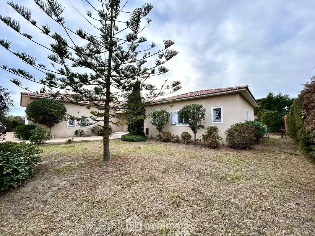 Terrain plat et arboré de 2023 m2 - Maison à LUCCIANA