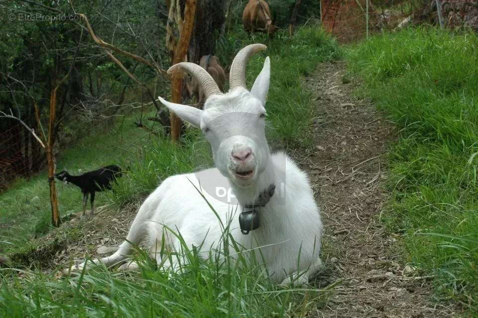 Maison à BREIL-SUR-ROYA