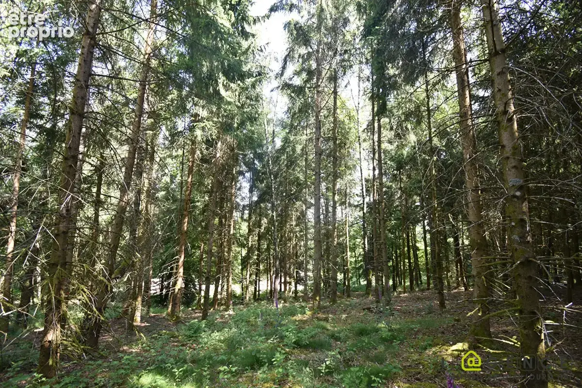 Parcelle forestière Anould 5420 m2 - photo 2