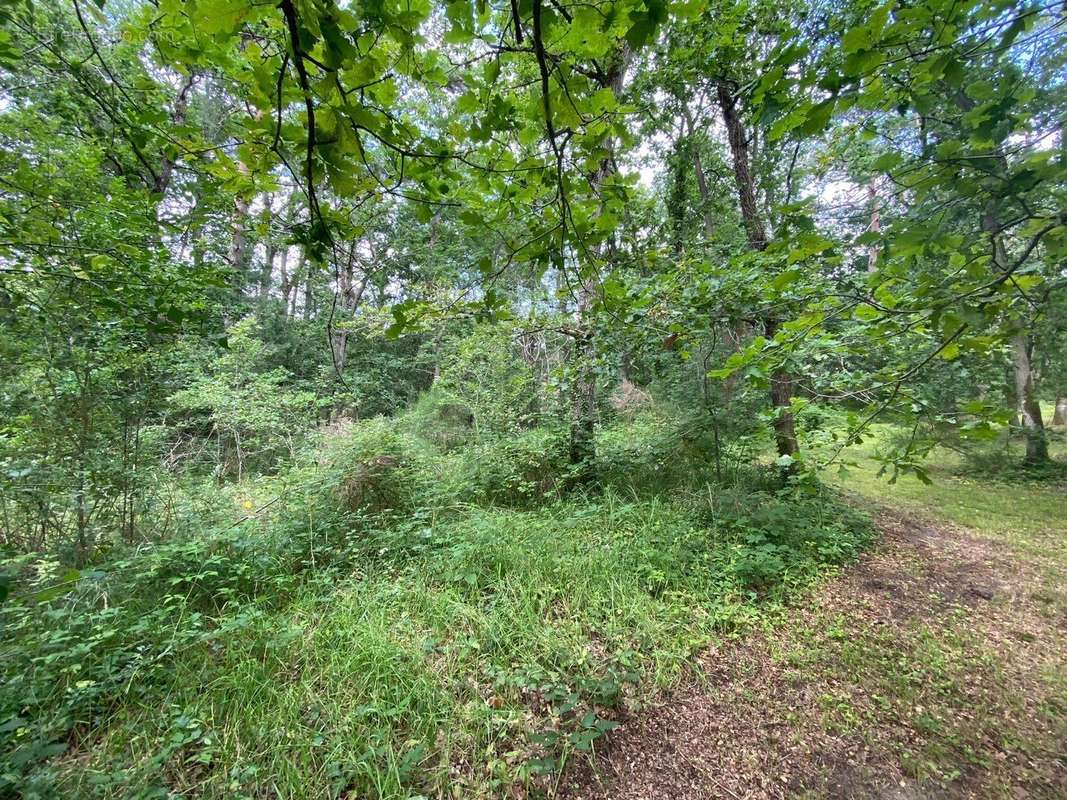 Terrain à LE VAUDOUE