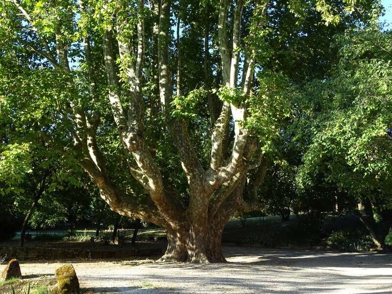 Maison à FORCALQUIER