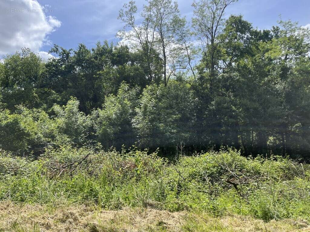 Terrain à BUSQUE