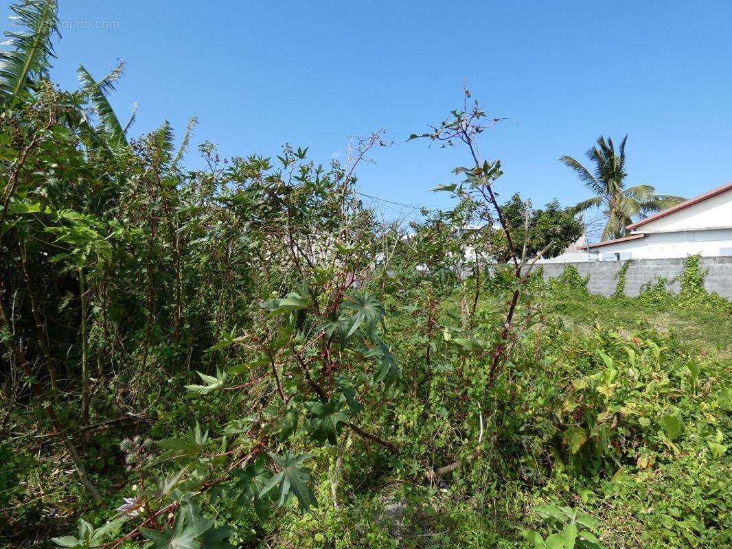 Terrain à SAINT-BENOIT