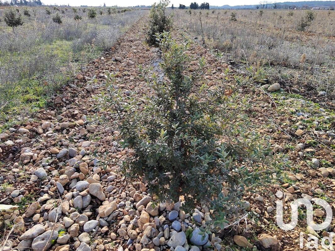 Photo 1 - Terrain à SAINTE-CECILE-LES-VIGNES