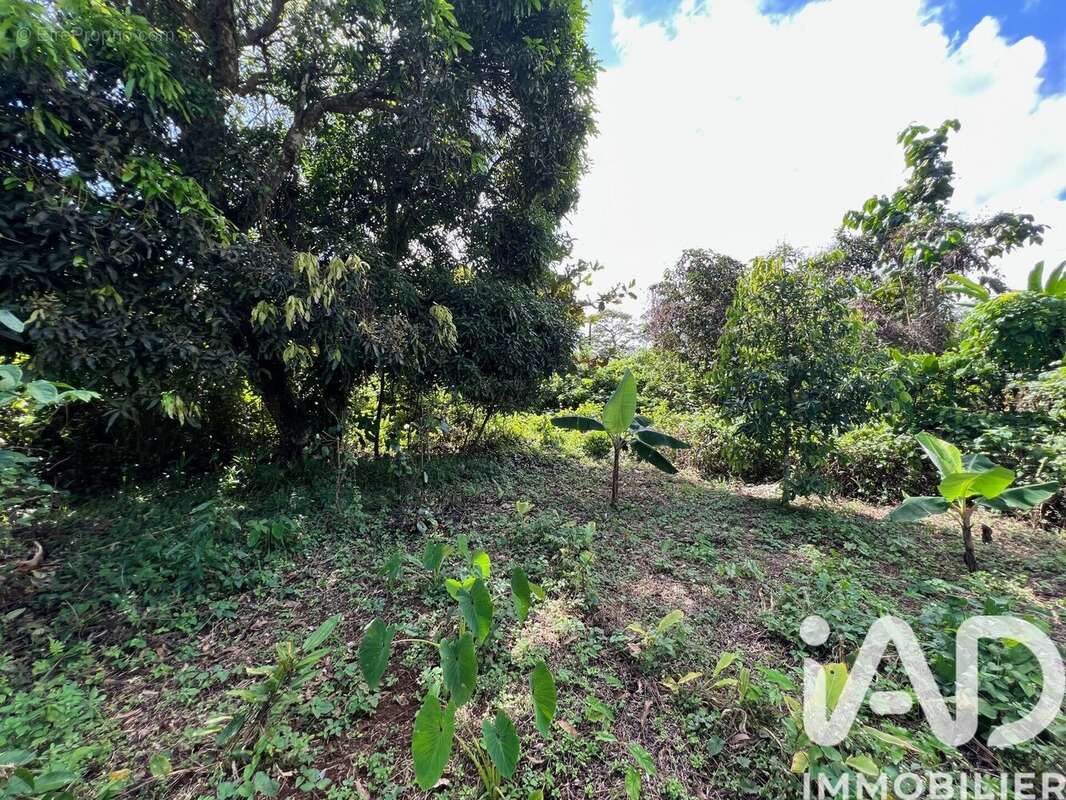 Photo 2 - Terrain à CAPESTERRE-BELLE-EAU