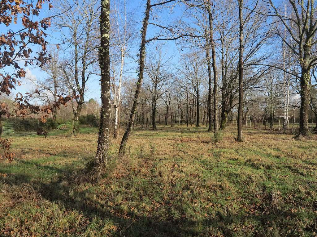 Terrain à SAINT-VIVIEN-DE-MEDOC