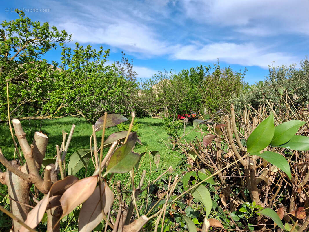 Terrain à ENTRAIGUES-SUR-LA-SORGUE