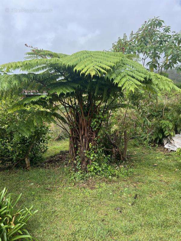 Maison à LA PLAINE-DES-PALMISTES