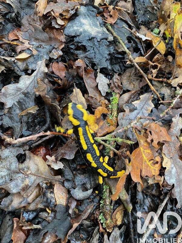 Photo 3 - Terrain à BEAUPREAU