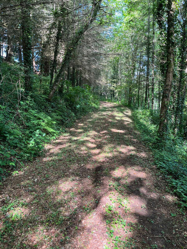 Terrain de 1,8 Hectare avec Deux Étangs près de Coussac-Bonneval (Non Constructible) - photo 9