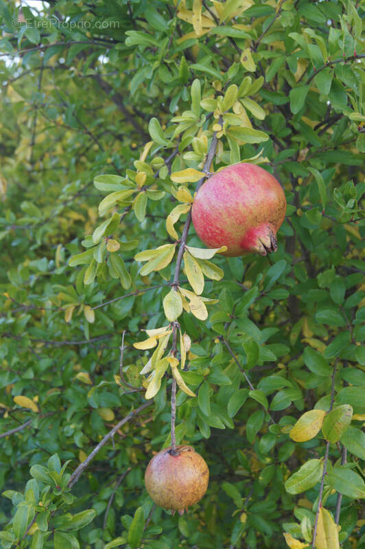 Terrain à SAINT-RESTITUT