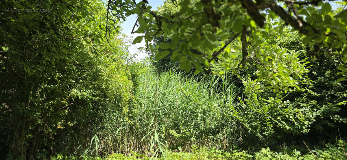 Terrain à VILLEBEON
