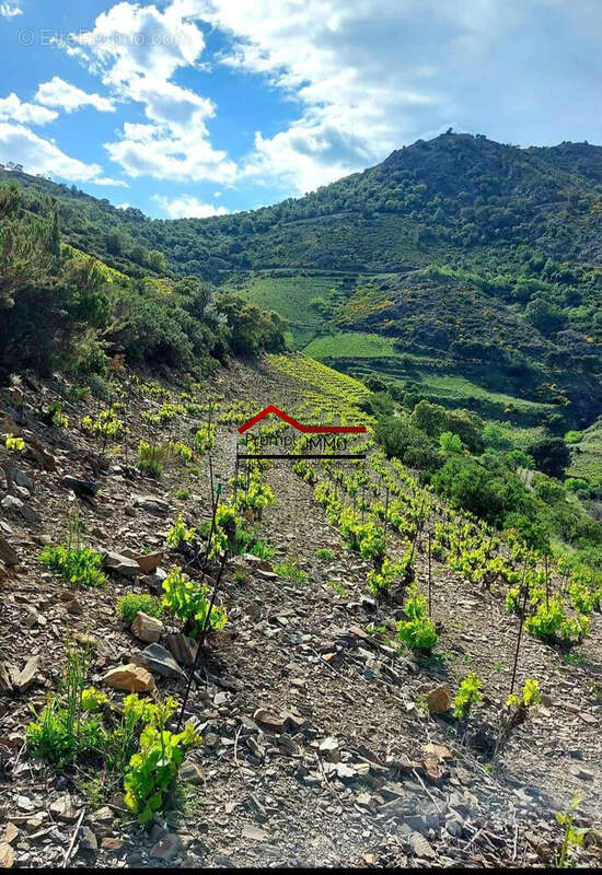Terrain à PORT-VENDRES