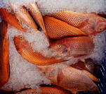 Commerce à CANET-EN-ROUSSILLON