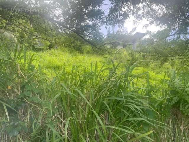 Photo Terrain à Sainte-Luce au prix de 195 000€