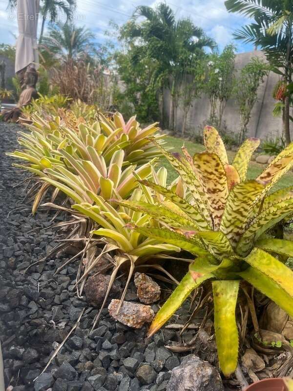 Maison à BAIE-MAHAULT