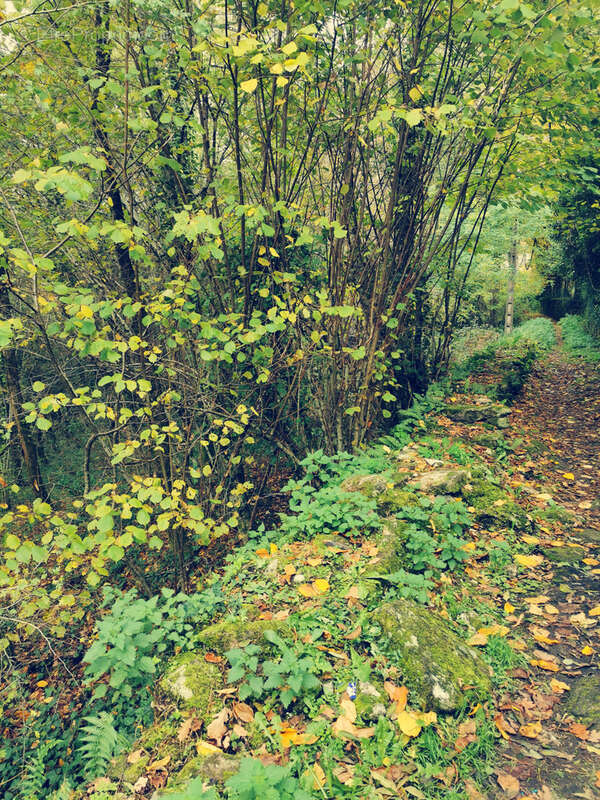 Terrain à TREIGNAC