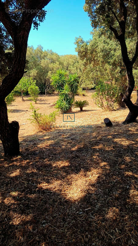 Villa plain-pied au coeur du Golfe du Valinco - photo 18