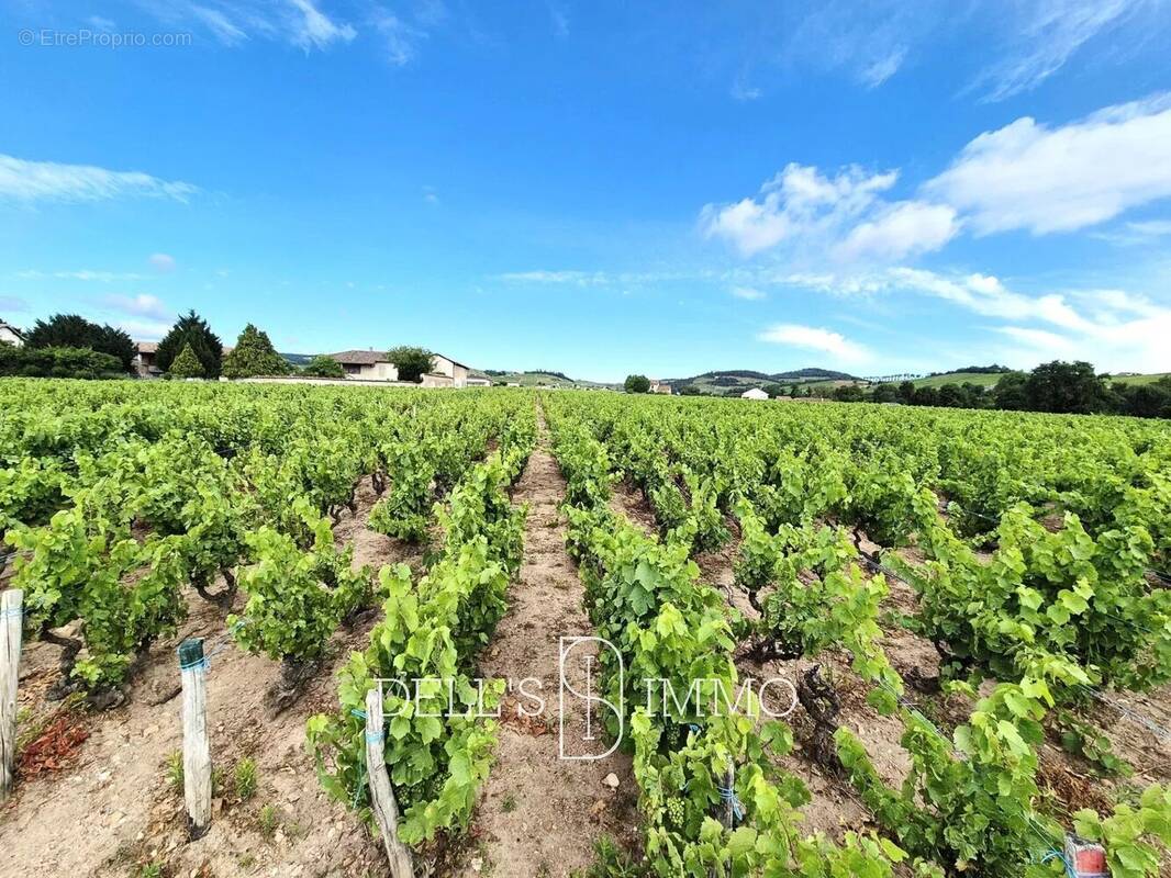 Terrain à FLEURIE