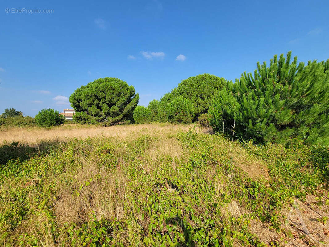 Terrain  constructible 4 faces - Latour Bas Elne - photo 3