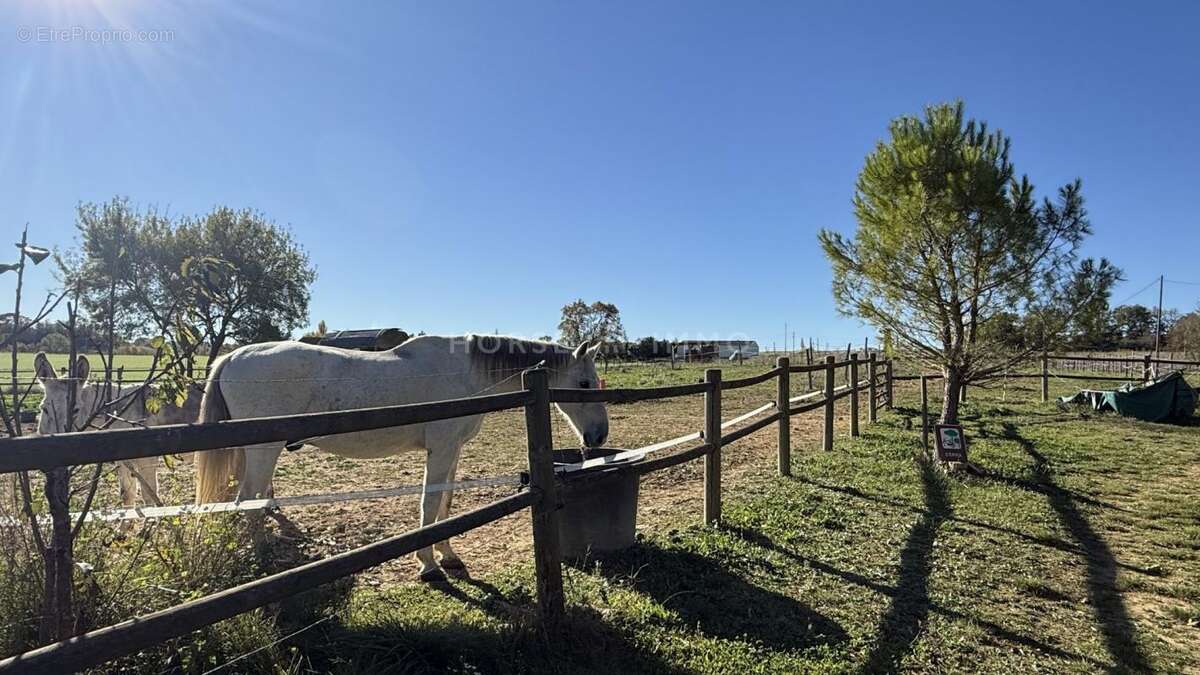 Maison à ALLEGRE-LES-FUMADES
