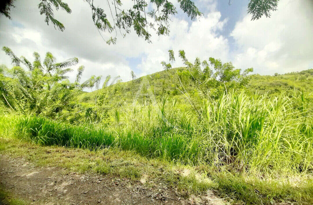 Terrain à SAINTE-LUCE
