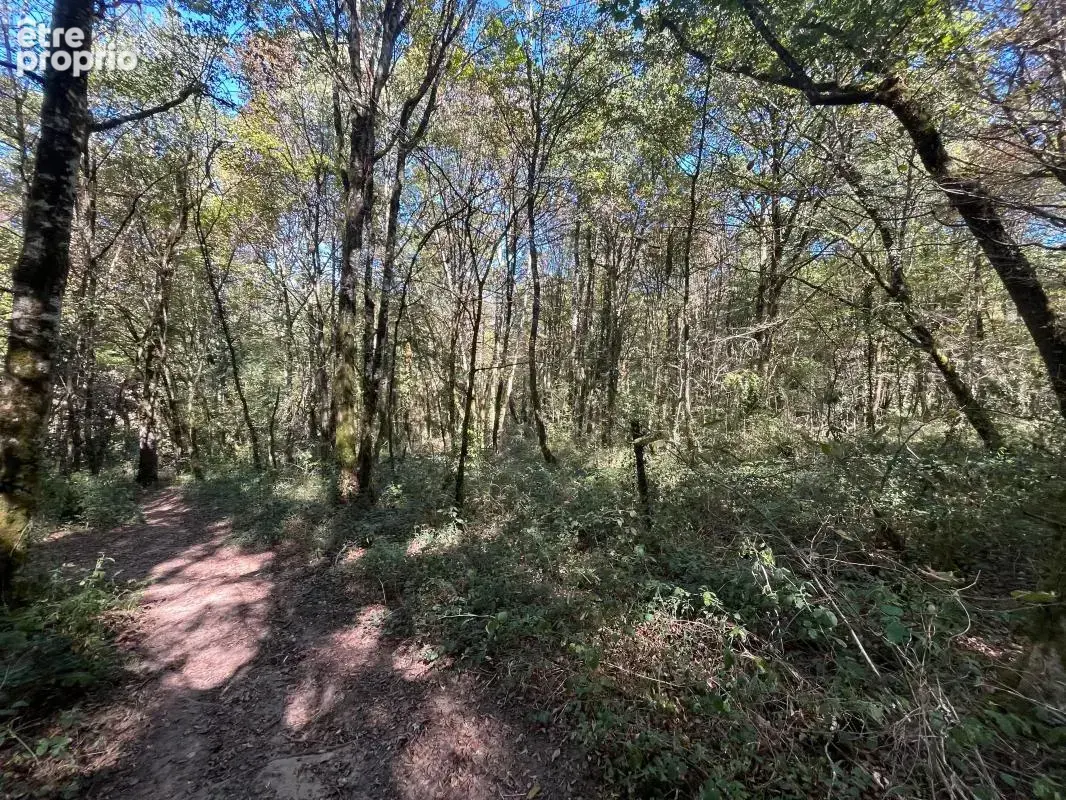 Belle parcelle de bois - AGENCE ORPI BRIVE - photo 3