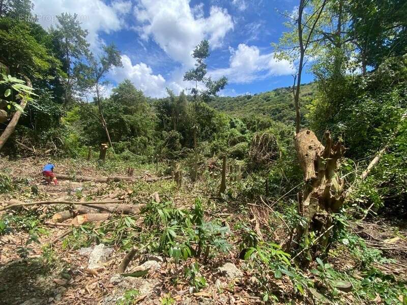 Terrain à SAINTE-LUCE