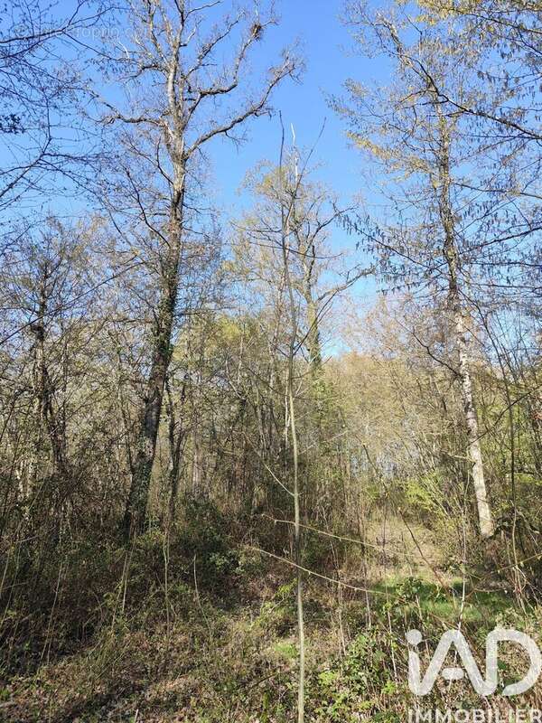 Photo 4 - Terrain à SURY-PRES-LERE