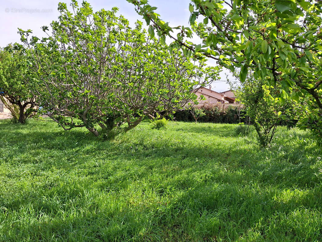 Terrain à ENTRAIGUES-SUR-LA-SORGUE