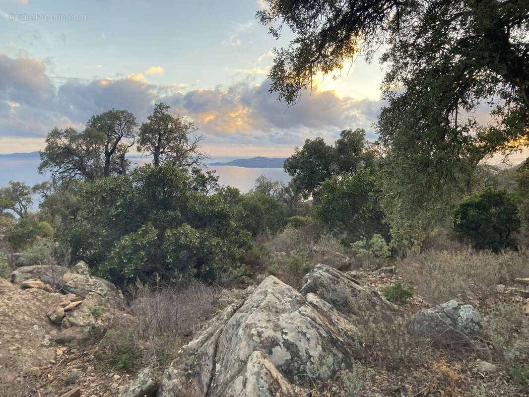Terrain à LE LAVANDOU