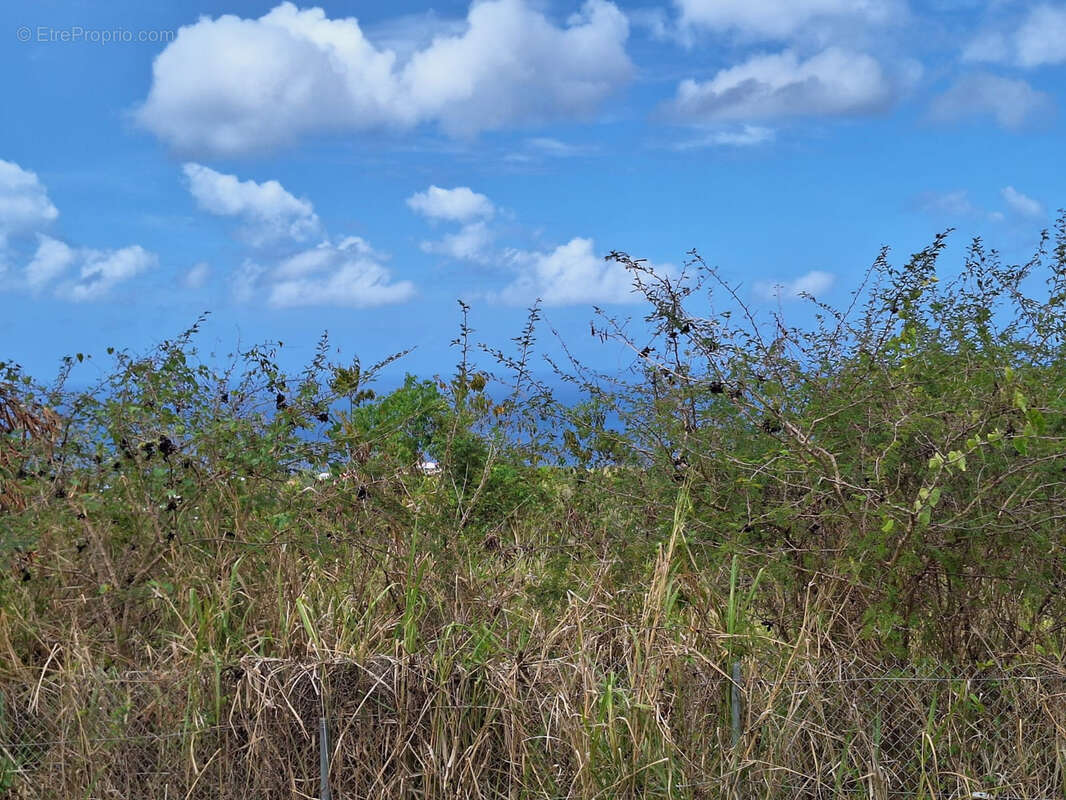 Terrain à VIEUX-HABITANTS