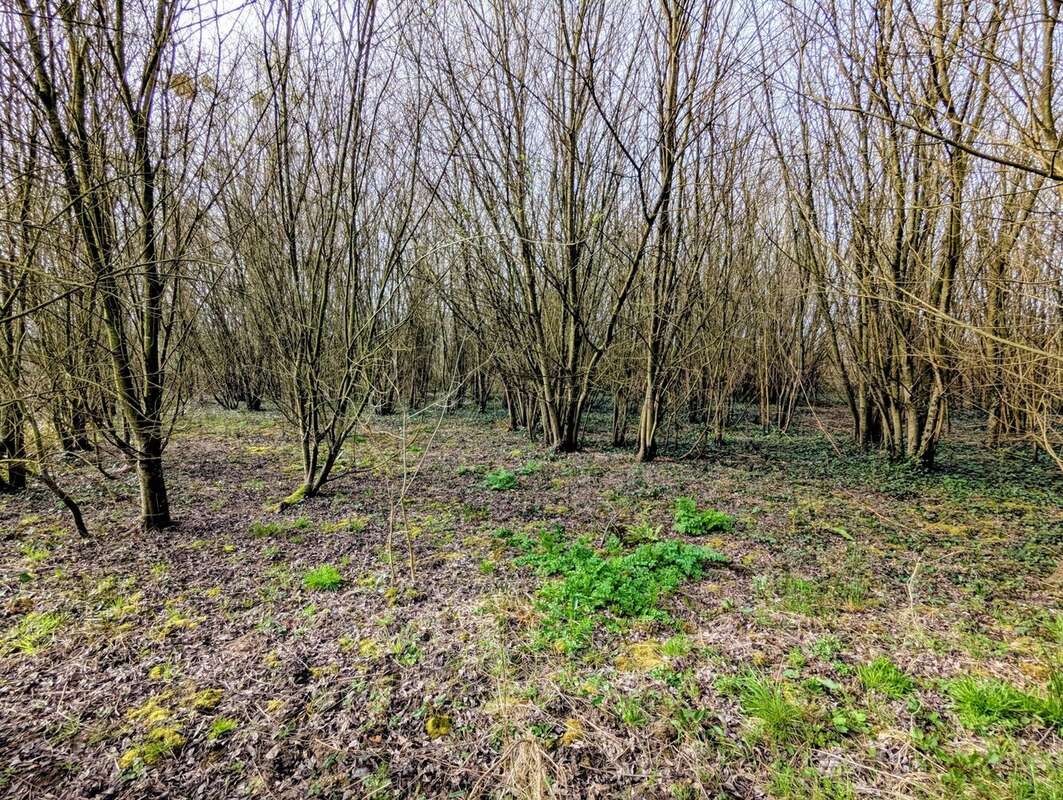Terrain à ISIGNY-SUR-MER